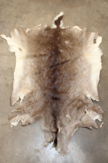 WHITETAIL DEER Hide