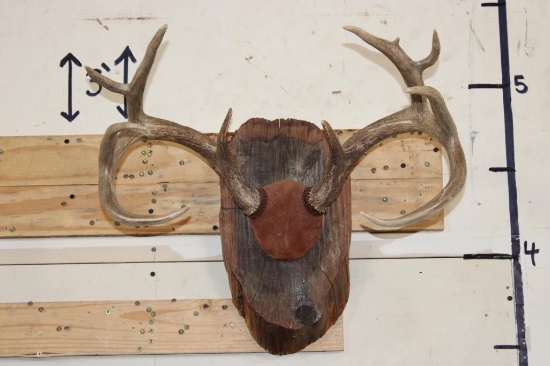 10-Point WHITETAIL DEER Antler Rack on a Rustic Wood Plaque