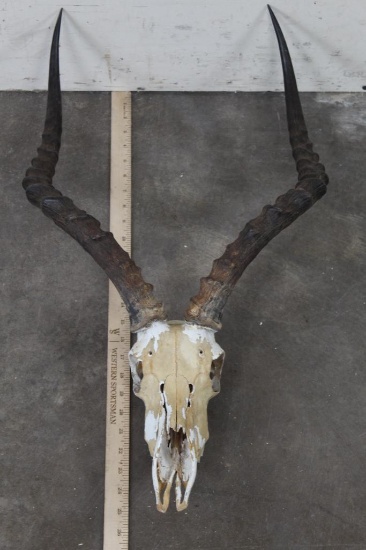 IMPALA Skull