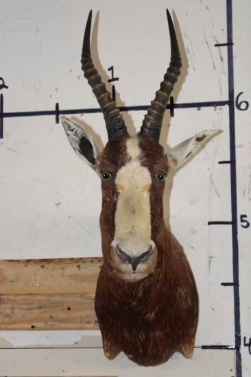 *TEXAS RESIDENTS ONLY* BONTEBOK Shoulder Mount