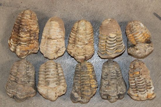 (10) TRILOBITE Fossil Specimens from Morocco (ONE$)
