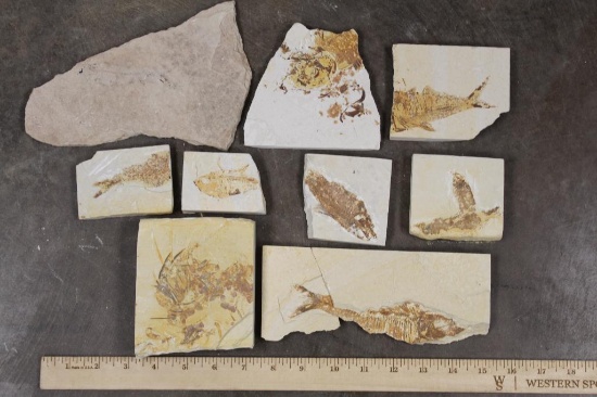 (9) FISH FOSSIL Fragments, Weight: 4lbs 4oz (ONE$)