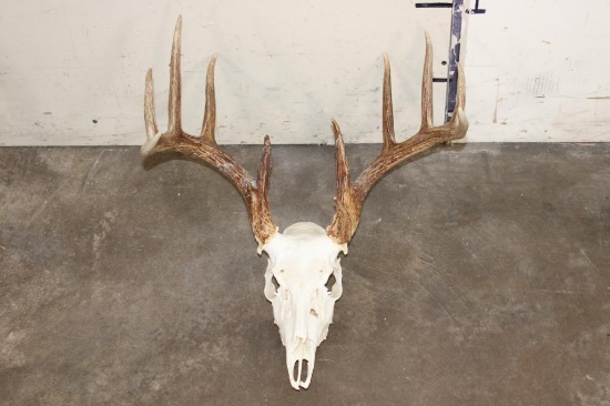 12-Point WHITETAIL DEER Skull with All its Teeth