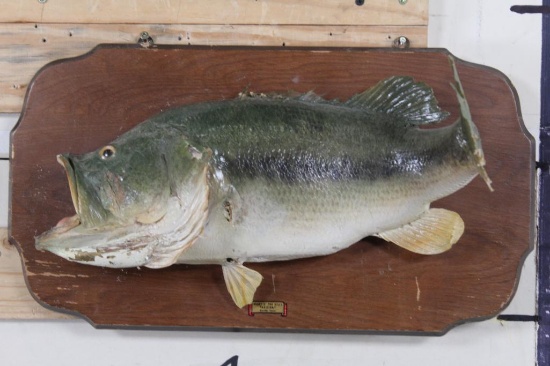 Real Skin LARGE MOUTH BASS on a Wooden Plaque
