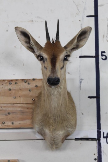COMMON DUIKER Shoulder Mount