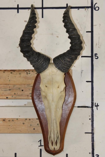 Big Heavy Horned RED HARTEBEEST Skull on a Wooden Plaque