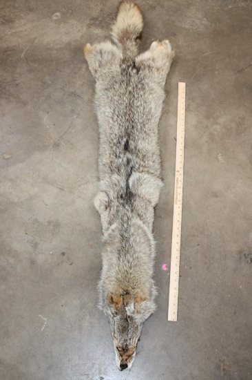 COYOTE HIDE