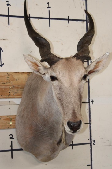 ELAND Shoulder Mount
