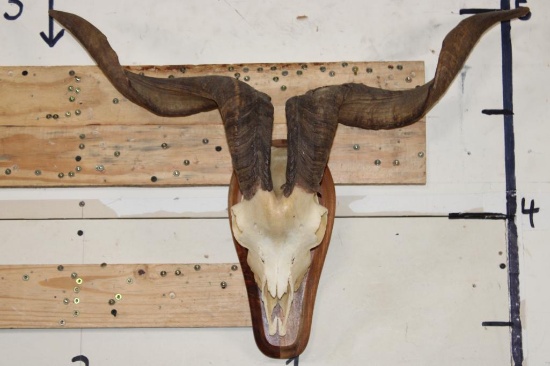 CATALINA GOAT Skull on a Plaque