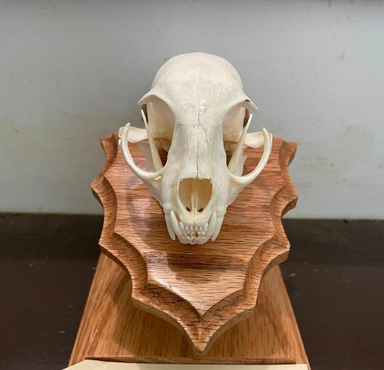 BOBCAT Skull with All its Teeth on an Oak Wood Pedestal Display