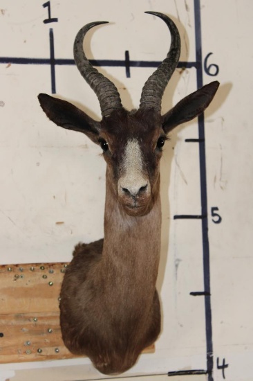 CHOCOLATE SPRINGBOK Shoulder Mount