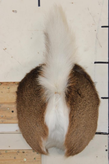 WHITETAIL DEER Bottom and Tail