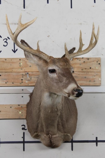 10-Point WHITETAIL DEER Shoulder Mount