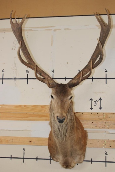 16-Point RED STAG Shoulder Mount