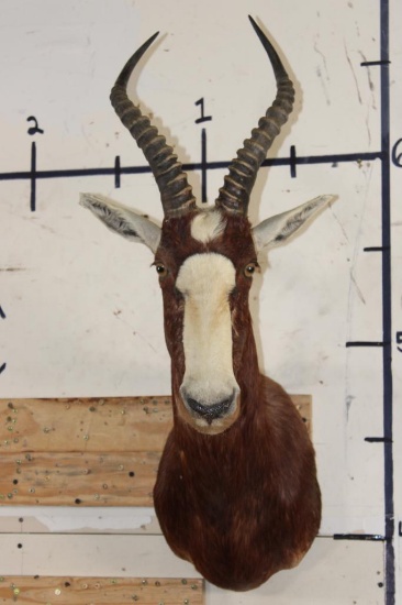 BLESBOK Shoulder Mount