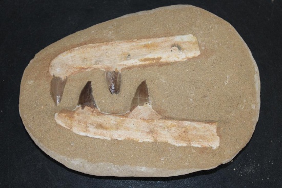 4 Authentic MOSASAUR Teeth in a Reproduction Jaw and Rock Matrix