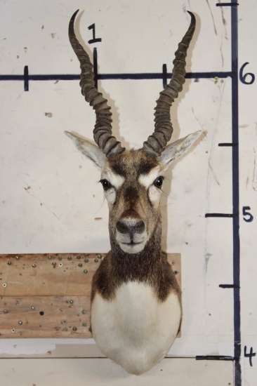 BLACKBUCK Shoulder Mount