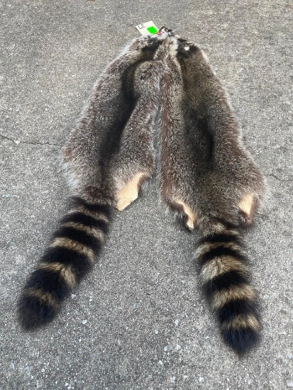 (2) *New* Large RACCOON FURS or Hides (ONE$)