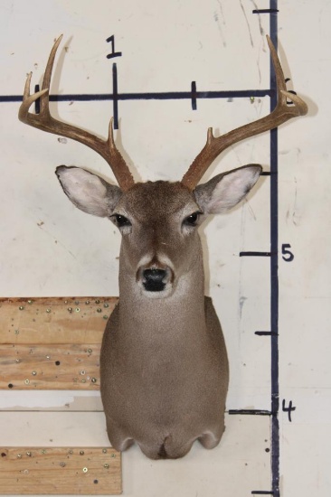 7-Point WHITETAIL DEER Shoulder Mount