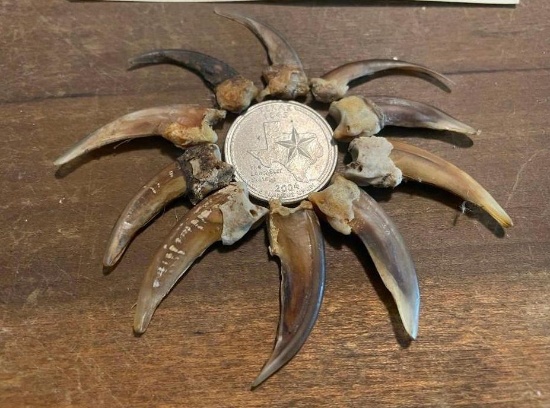 (10) Large to XL NORTH AMERICAN BADGER Front Claws (ONE$)