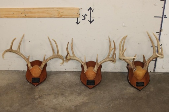 (3) WHITETAIL DEER Antler Racks on Matching Wooden Plaques (ONE$)