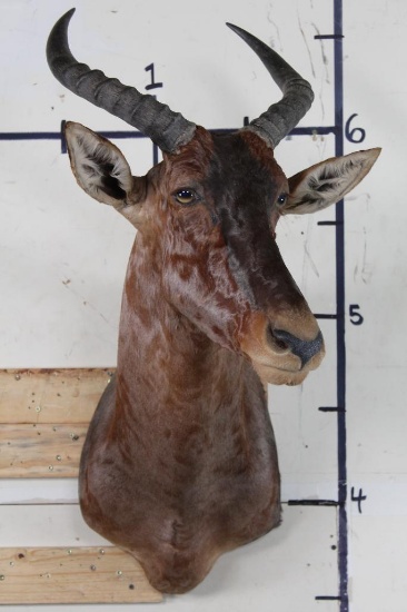 TSESSEBE Shoulder Mount
