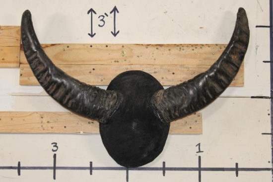 Big Mounted WATER BUFFALO Horns