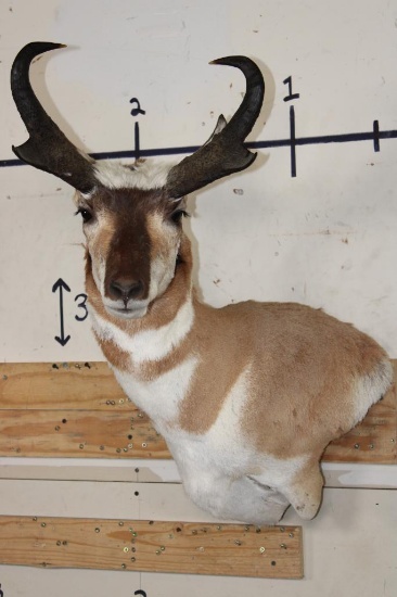PRONGHORN Wall Pedestal Mount