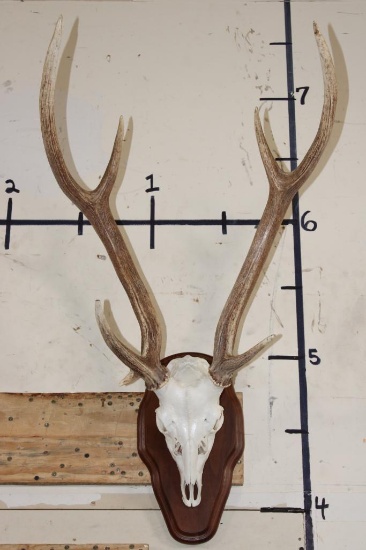 AXIS DEER Skull on a Wooden Plaque with an Extra Brow Tine