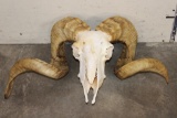 Big CORSICAN RAM Skull
