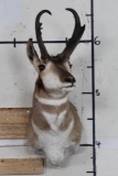 PRONGHORN Shoulder Mount Looking Left