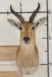 REEDBUCK Shoulder Mount