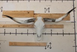 Big Polished LONGHORN Skull embellished with Glass