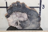 Petrified Fossilized Wood SLAB Slice