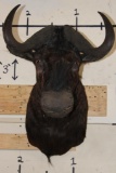 BLACK WILDEBEEST Shoulder Mount