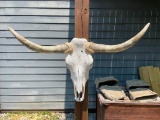 Big STEER Skull and Horns