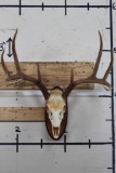 8-Point WHITETAIL DEER Skull on a Wooden Plaque
