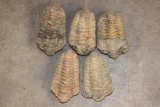 (5) TRILOBITE Fossils from Morocco (ONE$)