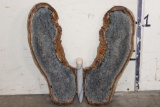 Large Petrified PALM WOOD Butterfly