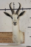 WHITE SPRINGBOK Shoulder Mount