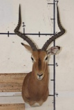 IMPALA Shoulder Mount