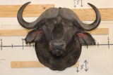 CAPE BUFFALO Shoulder Mount