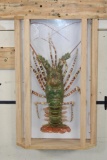 TIGER LOBSTER Encased in a Wood and Glass Shadow Box