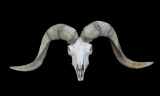 TEXAS DALL RAM Skull and Horns