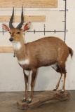 Life-sized BUSHBUCK on a light-weight Foam Base