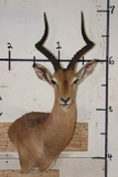 IMPALA Wall Pedestal