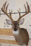 13-Point WHITETAIL DEER Shoulder Mount with 4 Brow Tines