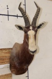 *TEXAS RESIDENTS ONLY* BONTEBOK Shoulder Mount