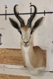 Big COMMON SPRINGBOK Shoulder Mount