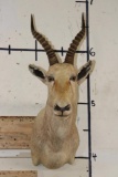 WHITE BLESBOK Shoulder Mount